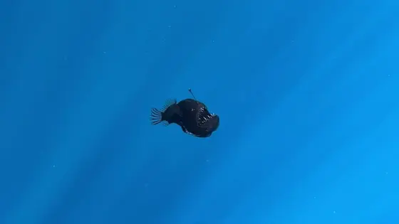 Pesquisadores registram, pela 1ª vez, peixe ‘diabo negro’ à luz do dia